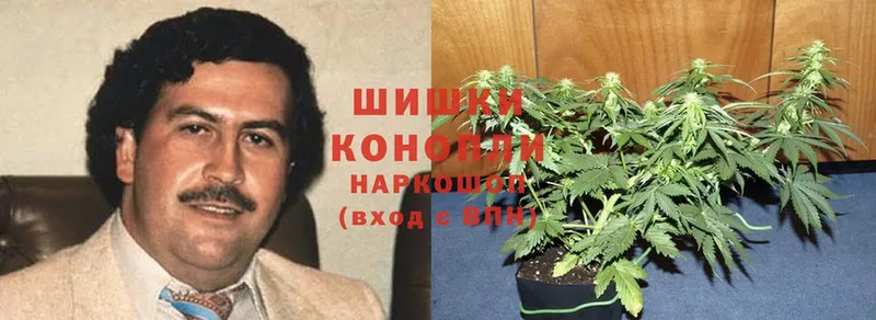 как найти наркотики  Орехово-Зуево  Шишки марихуана Bruce Banner 